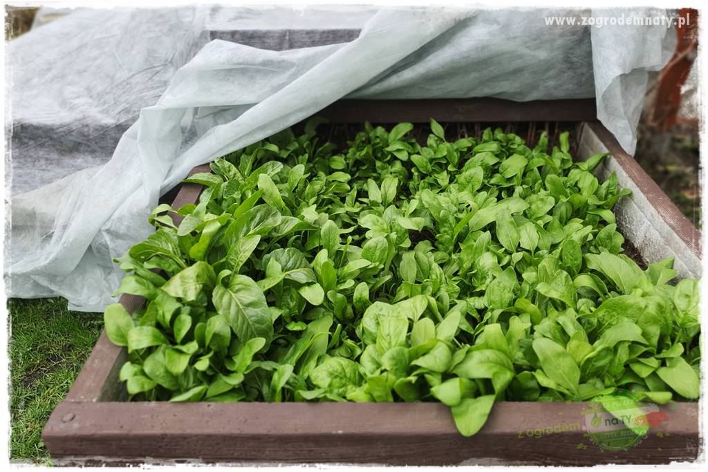 wiosenny siew pod włókniną 23