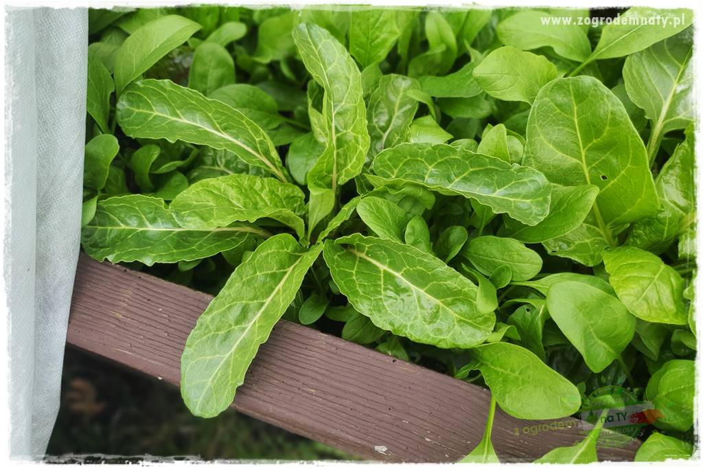 wiosenny siew pod włókniną 24