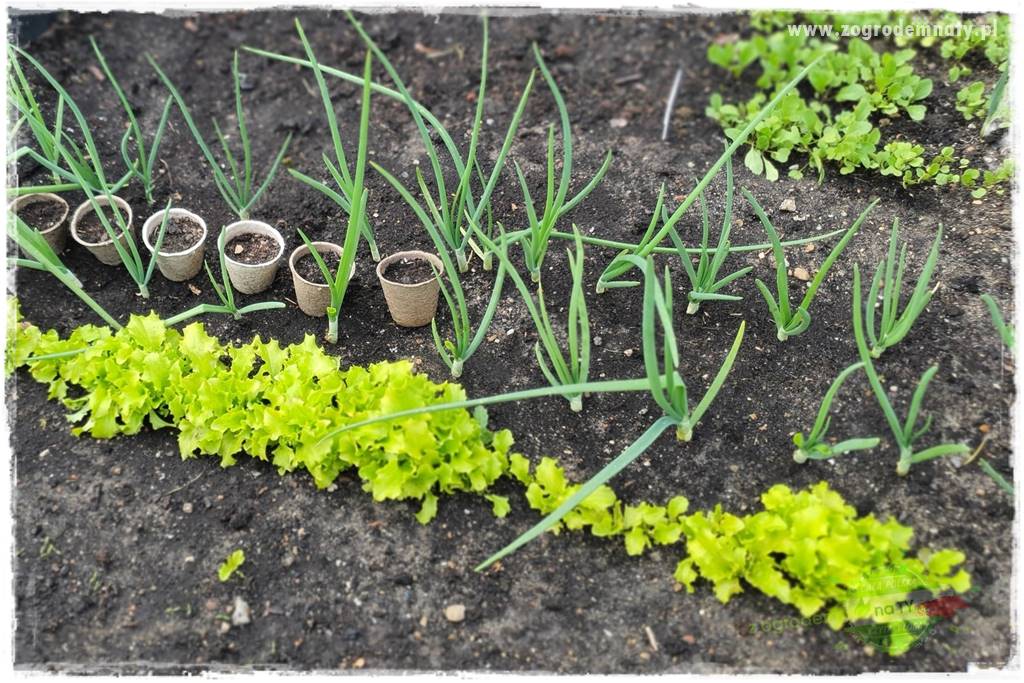 wiosenny siew pod włókniną 30