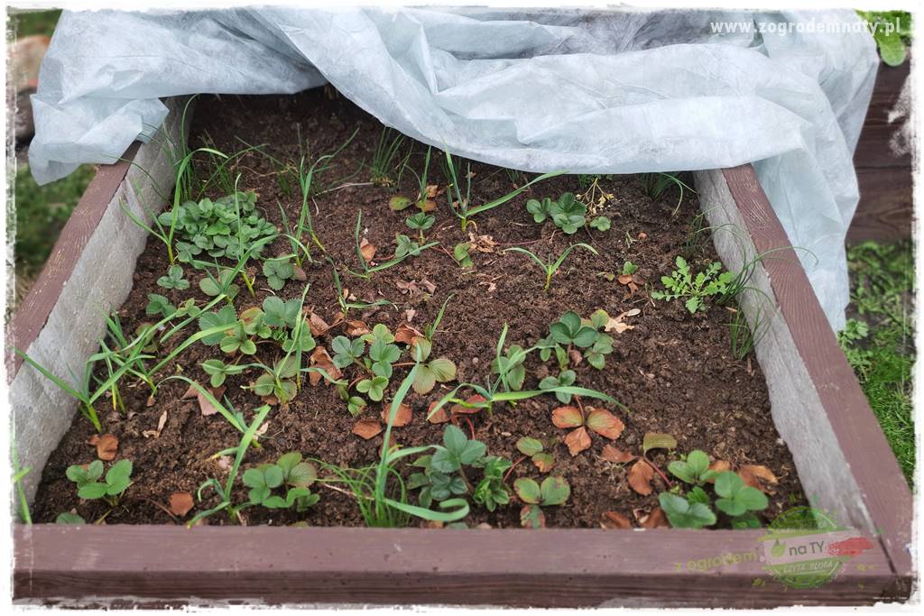 wiosenny siew pod włókniną 31