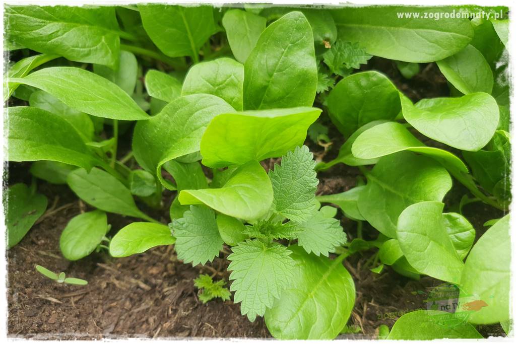 wiosenny siew pod włókniną 32