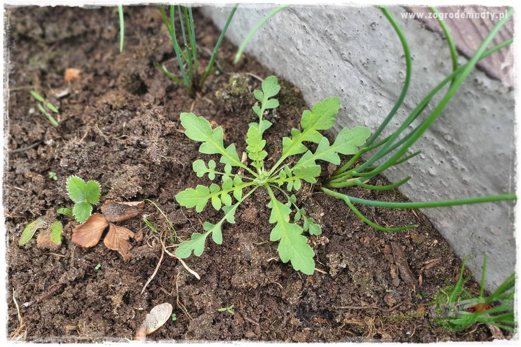 wiosenny siew pod włókniną 33