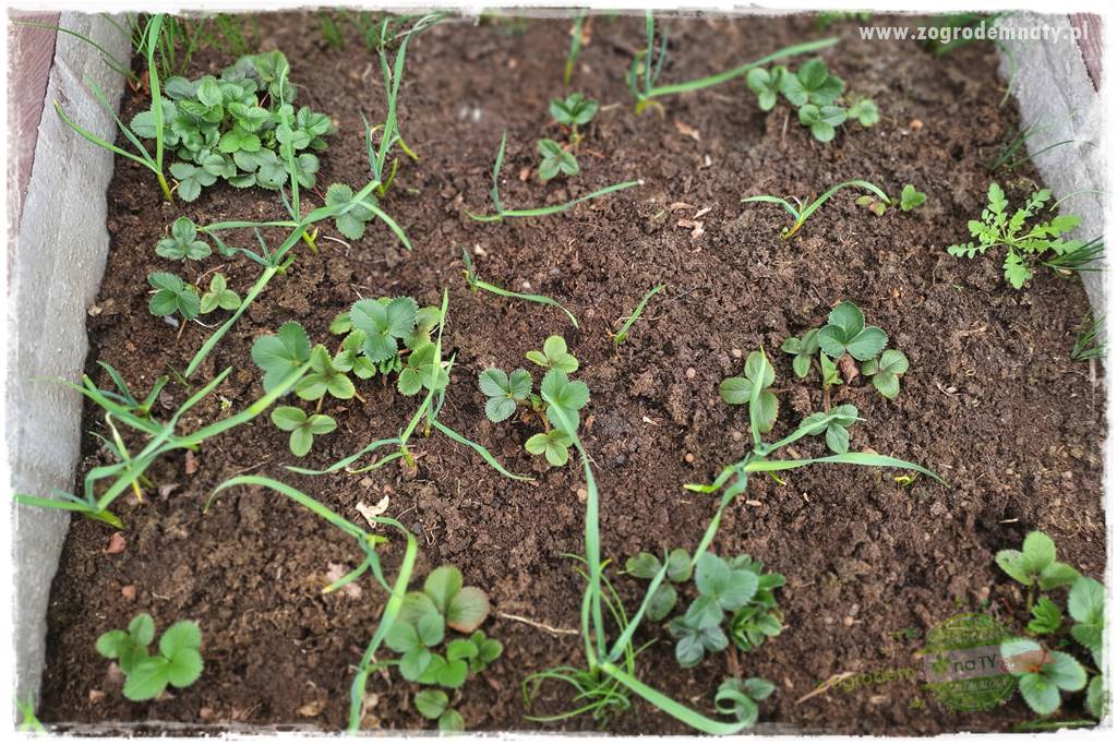 wiosenny siew pod włókniną 36