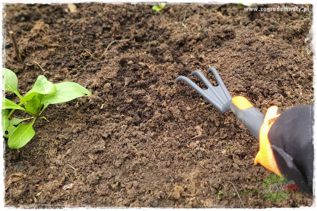 wiosenny siew pod włókniną 37