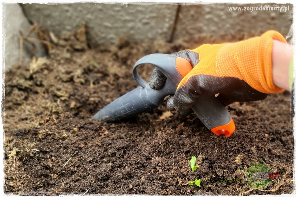 wiosenny siew pod włókniną 39