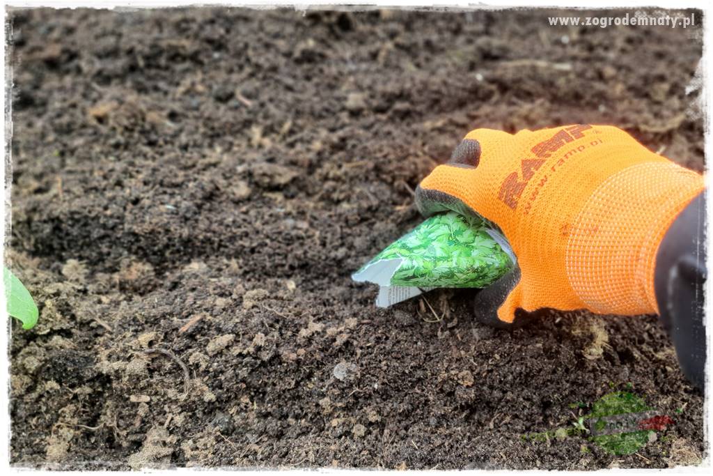 wiosenny siew pod włókniną 41