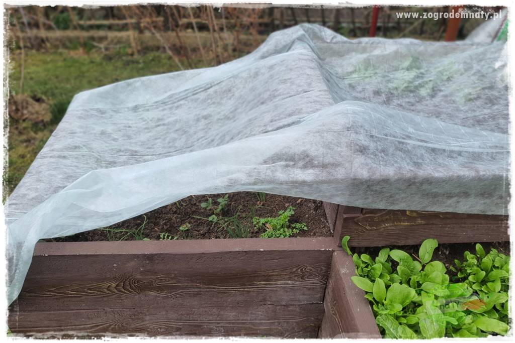 wiosenny siew pod włókniną 48