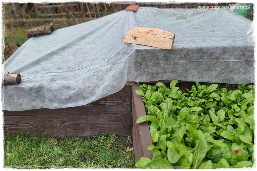 wiosenny siew pod włókniną 49