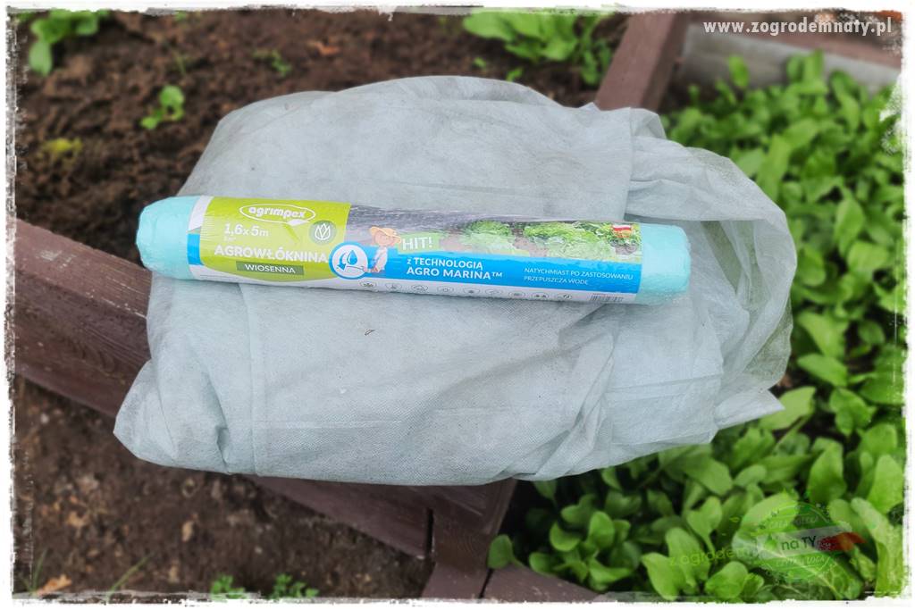 wiosenny siew pod włókniną 52