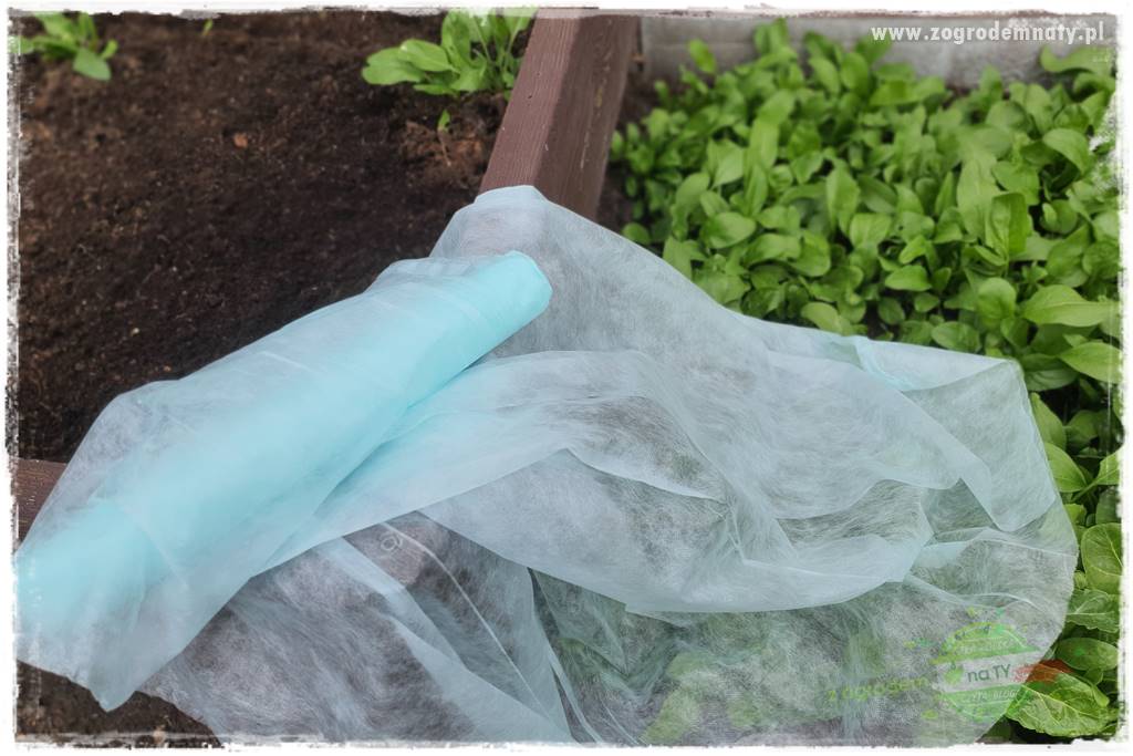 wiosenny siew pod włókniną 53