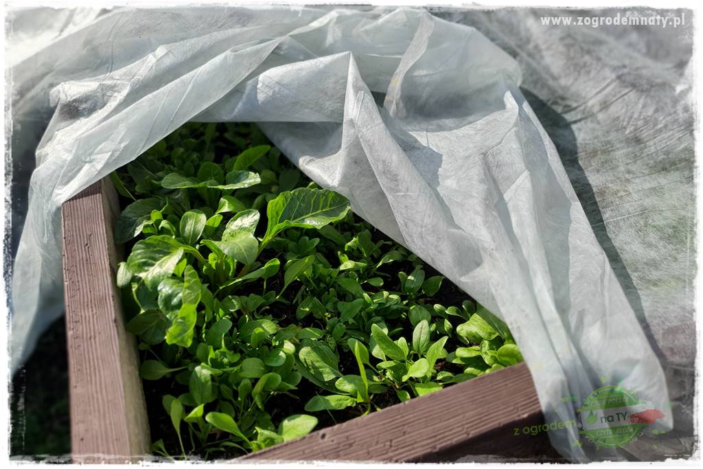 wiosenny siew pod włókniną 54