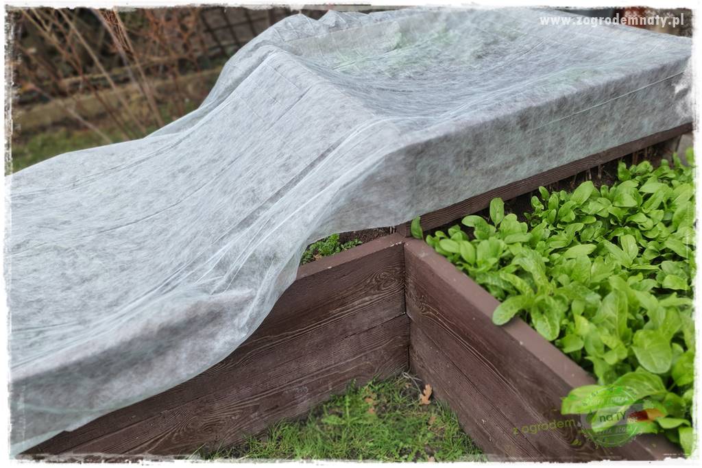 wiosenny siew pod włókniną 57