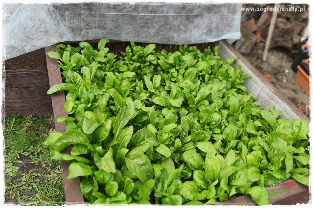 wiosenny siew pod włókniną 58