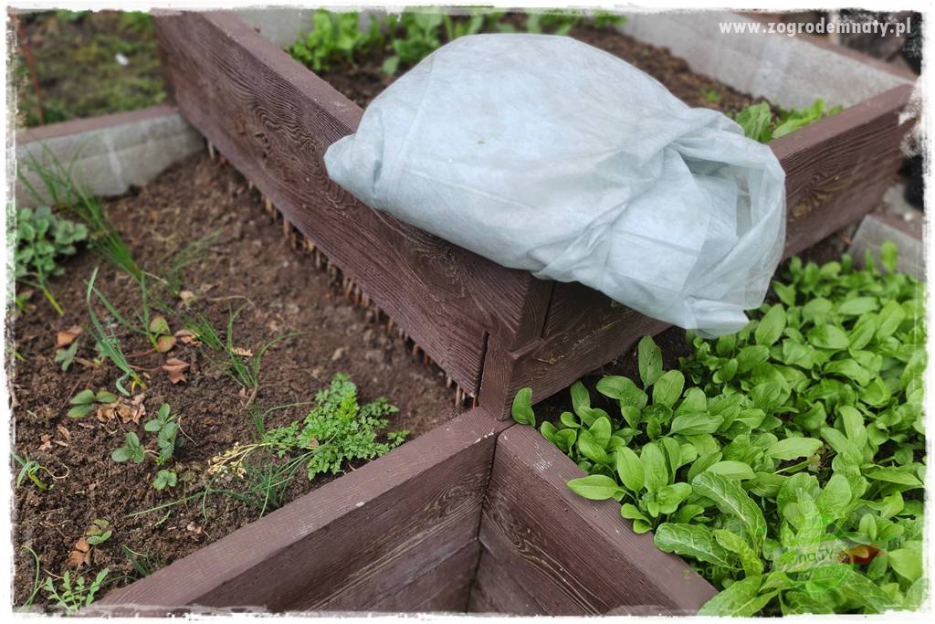 wiosenny siew pod włókniną 60