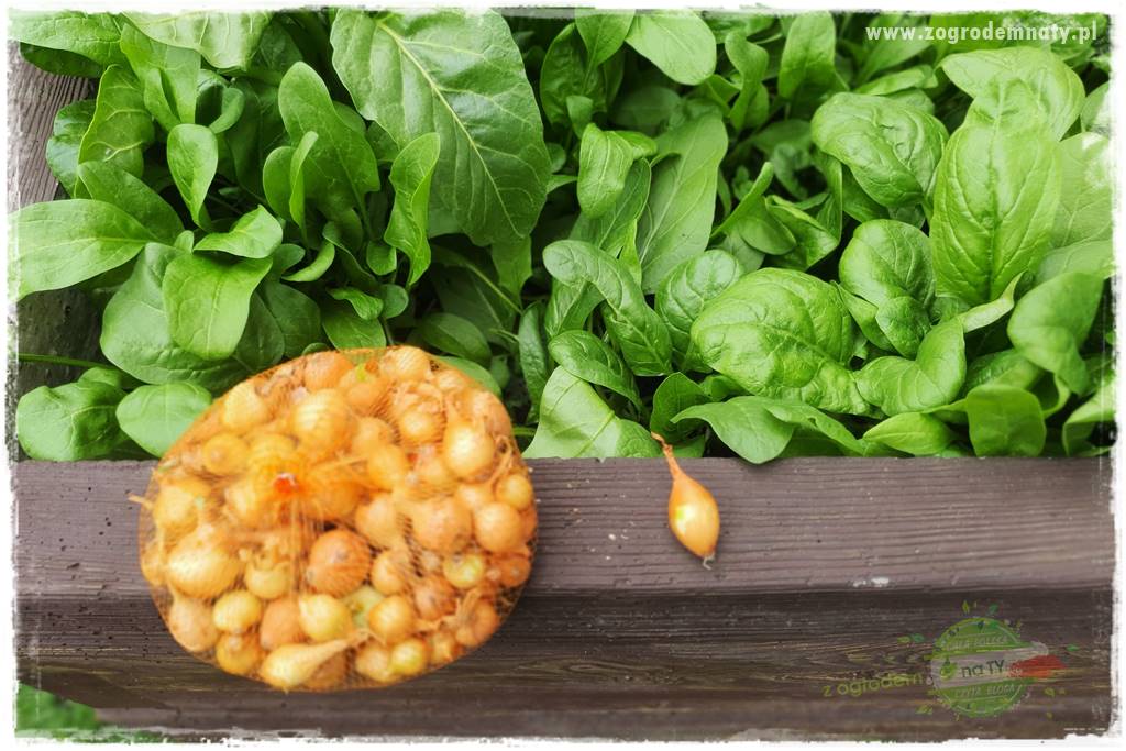 wiosenny siew pod włókniną 61