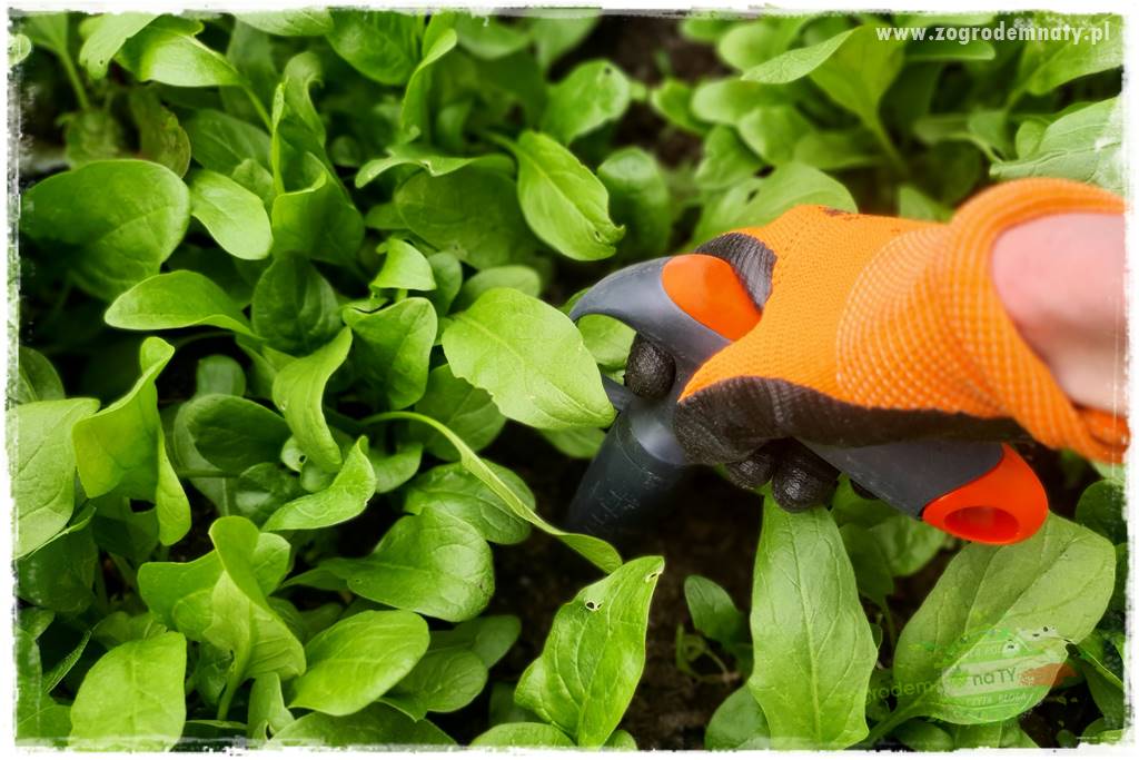 wiosenny siew pod włókniną 62