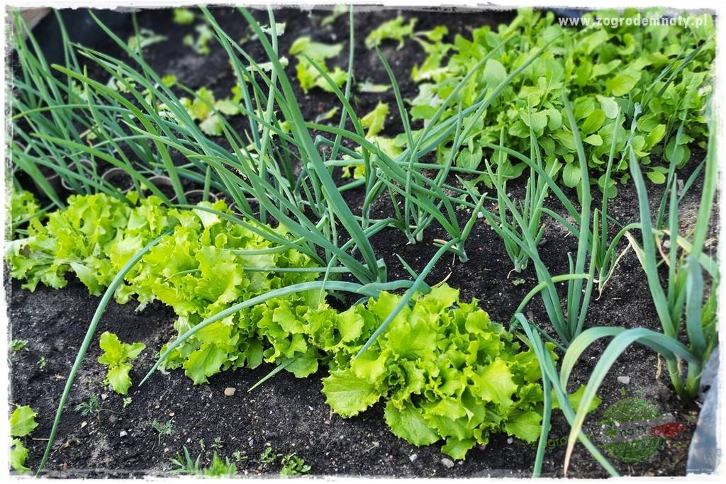 wiosenny siew pod włókniną 7