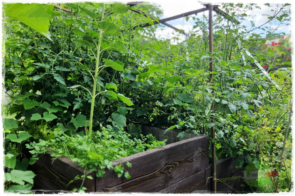 wiosenny siew pod włókniną 8