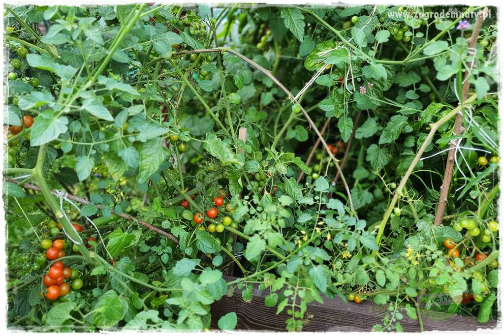 wiosenny siew pod włókniną 9