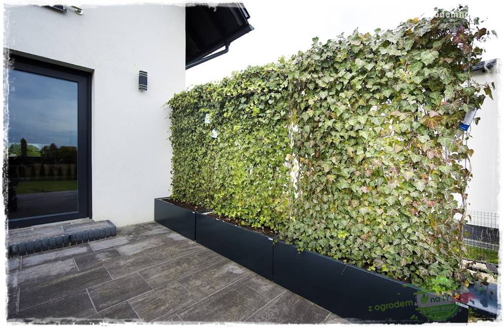 zielona ściana w donicach 10
