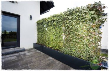 zielona ściana w donicach 10