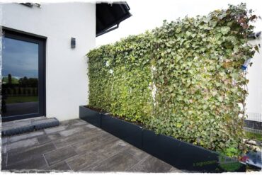 zielona ściana w donicach 10