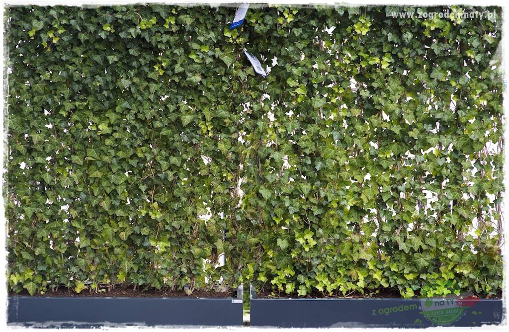 zielona ściana w donicach 11