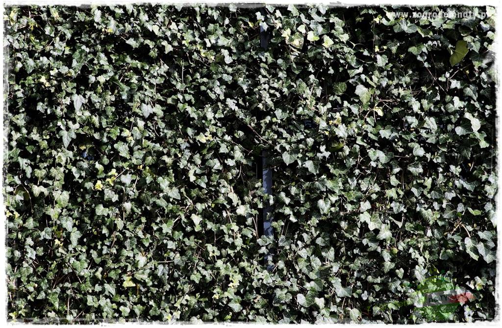 zielona ściana w donicach 14