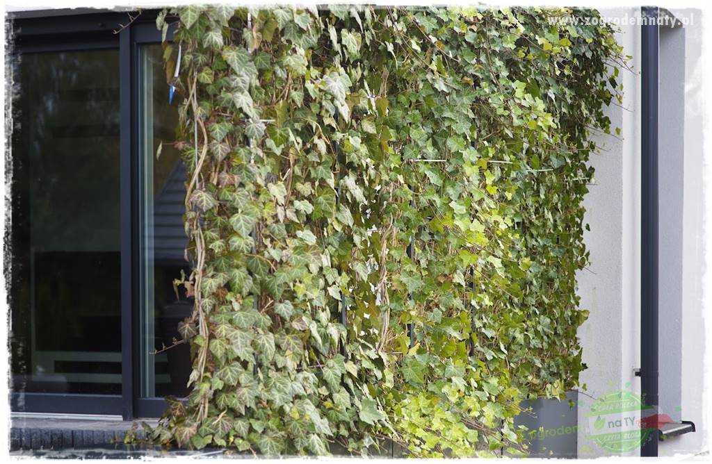 zielona ściana w donicach 15