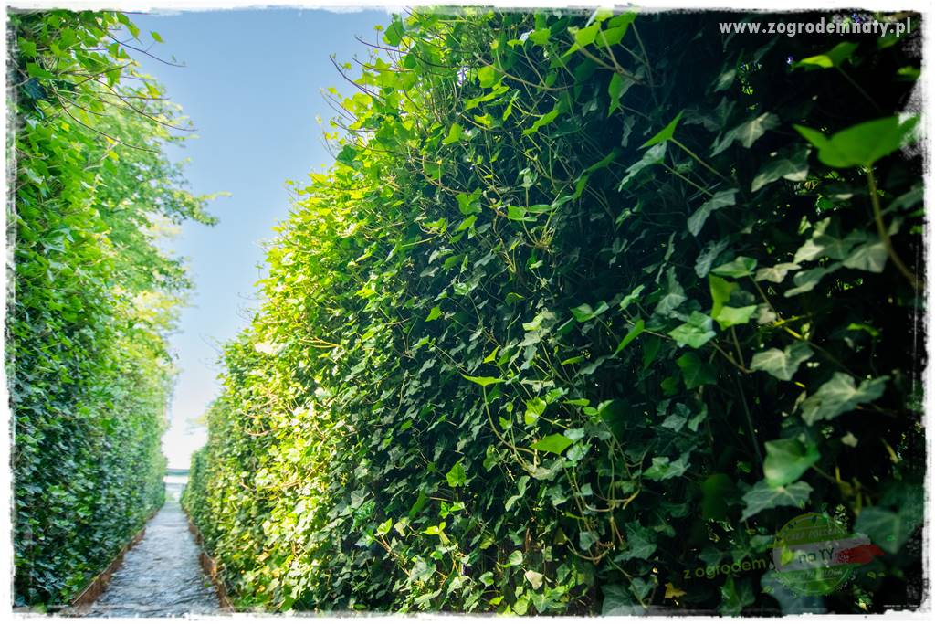 zielona ściana w donicach 16