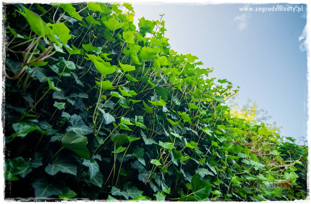 zielona ściana w donicach 18