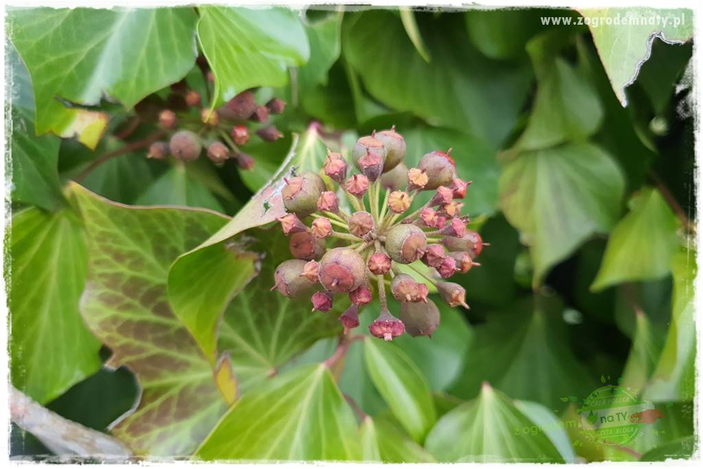 zielona ściana w donicach 19