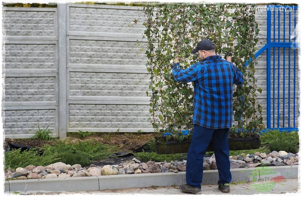 zielona ściana w donicach 20