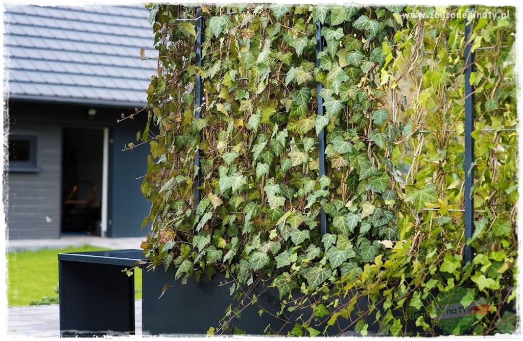 zielona ściana w donicach 21