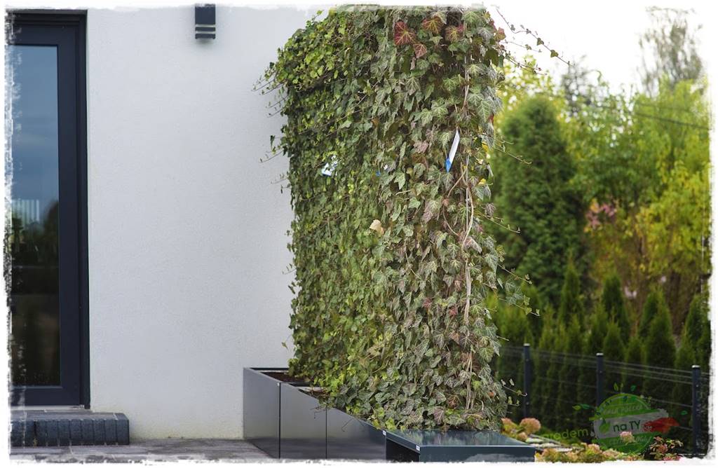 zielona ściana w donicach 22