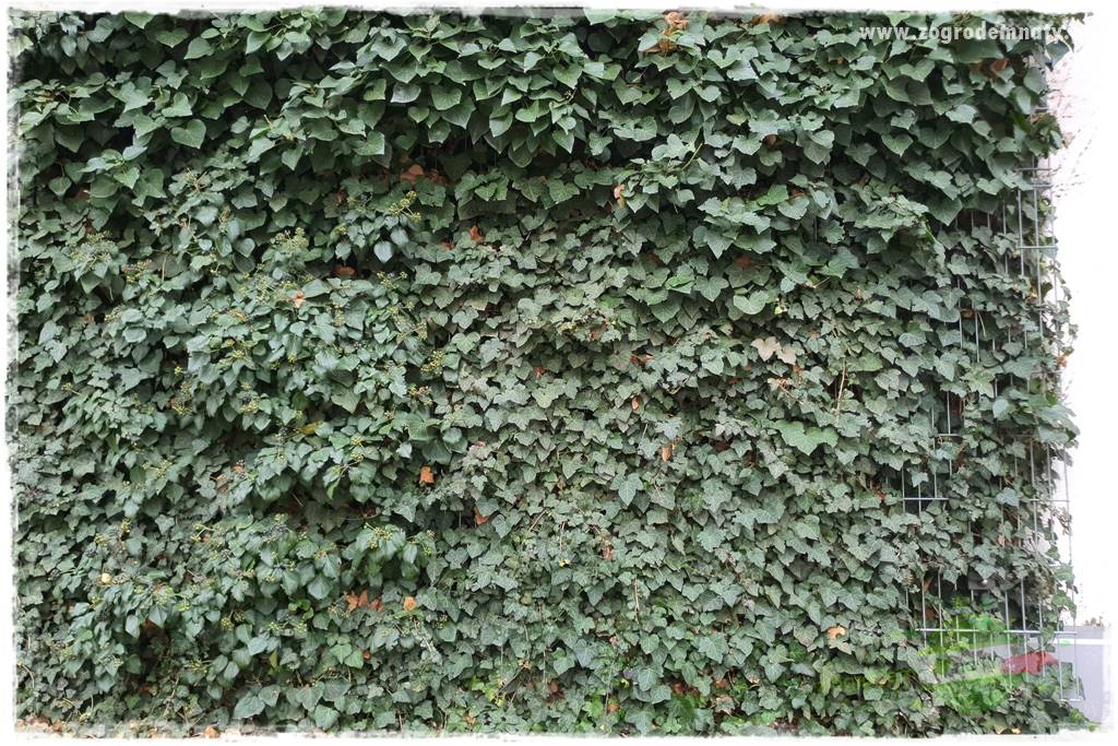 zielona ściana w donicach 23