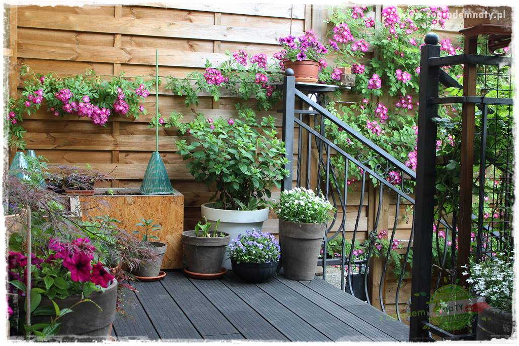 zielona ściana w donicach 4