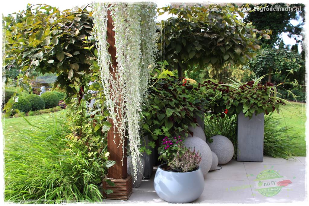 zielona ściana w donicach 7