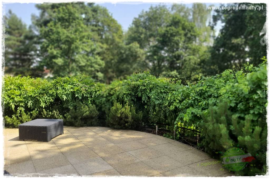 zielona ściana w donicach 8