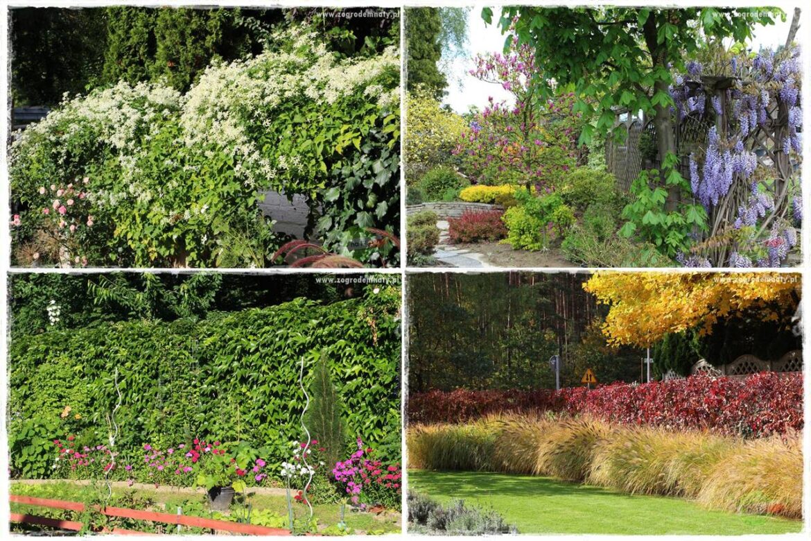 Co zamiast żywopłotu z tui 0