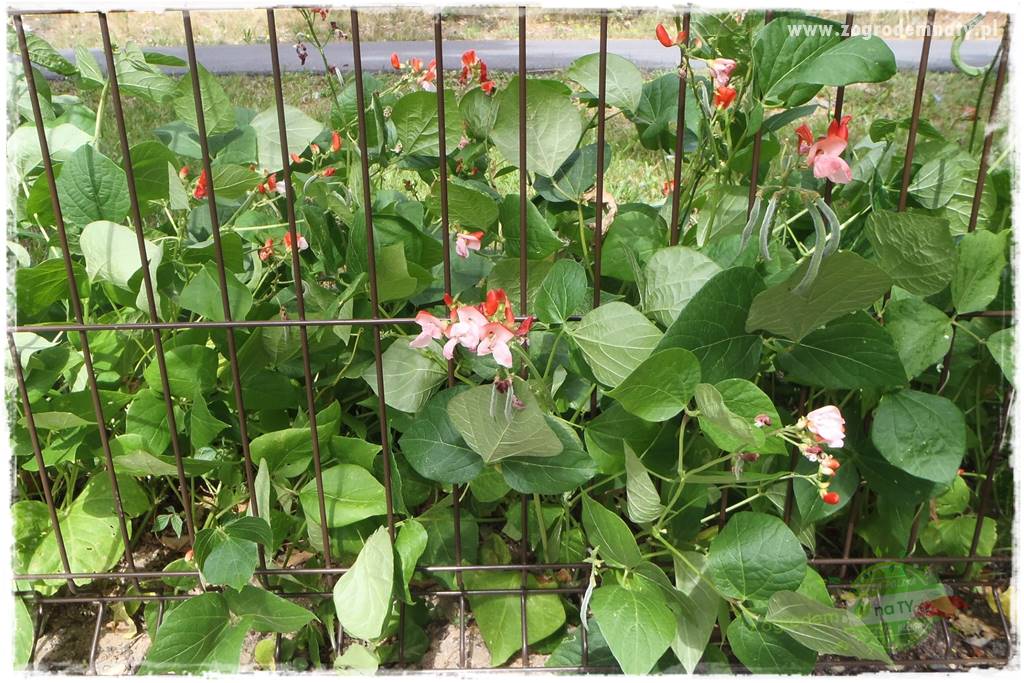 Co zamiast żywopłotu z tui 10 Co zamiast żywopłotu z tui 10