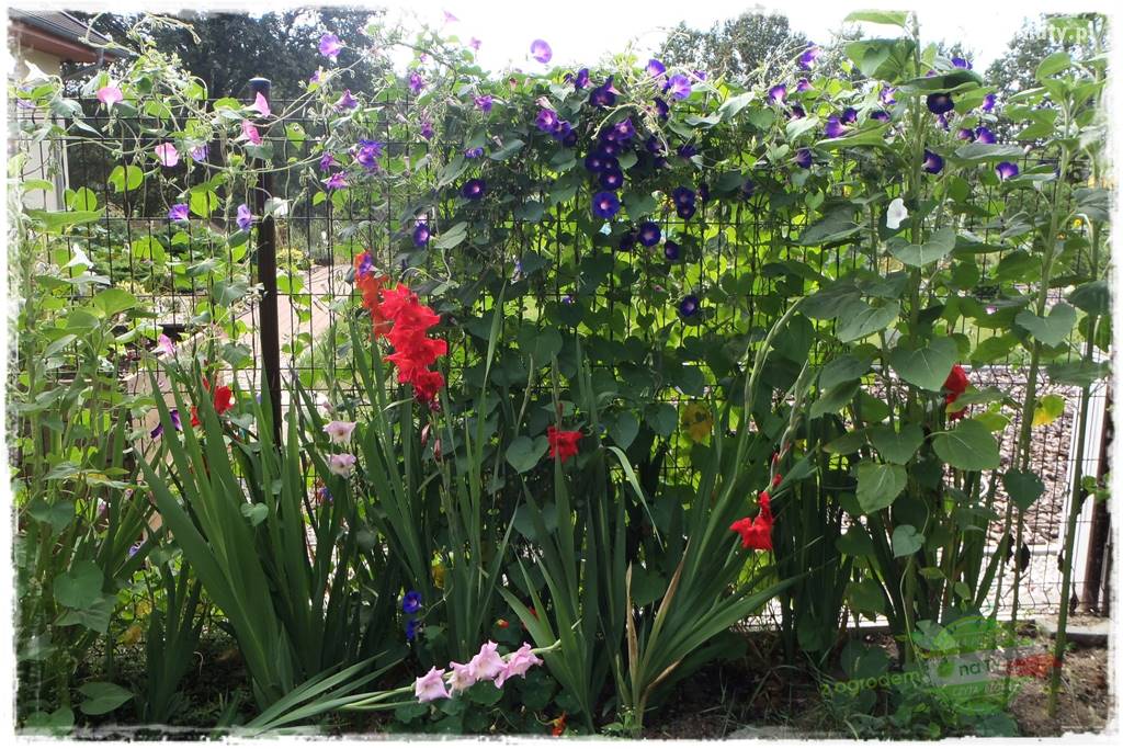 Co zamiast żywopłotu z tui 11 Co zamiast żywopłotu z tui 11