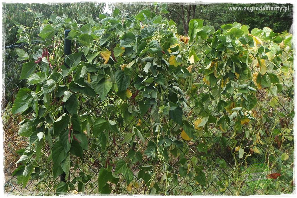 Co zamiast żywopłotu z tui 12 Co zamiast żywopłotu z tui 12