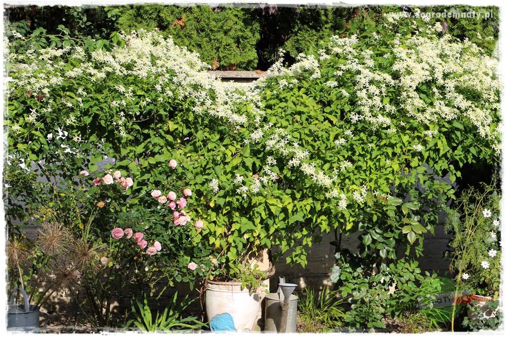 Co zamiast żywopłotu z tui 13 Co zamiast żywopłotu z tui 13