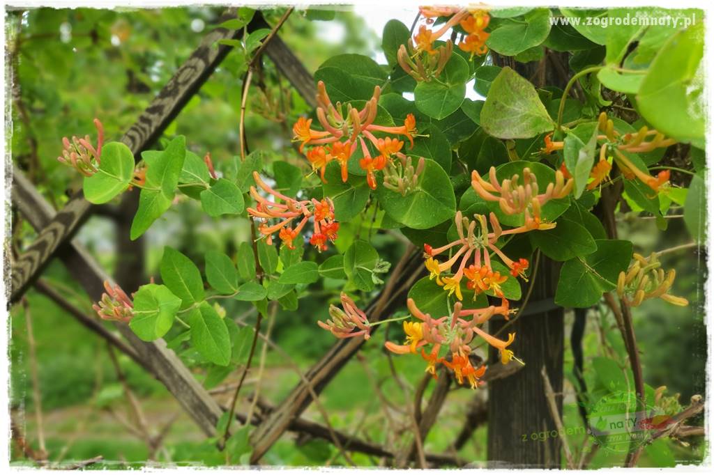 Co zamiast żywopłotu z tui 16 Co zamiast żywopłotu z tui 16