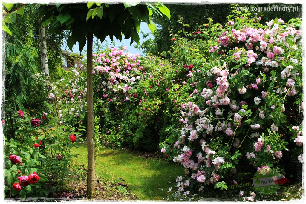 Co zamiast żywopłotu z tui 17 Co zamiast żywopłotu z tui 17