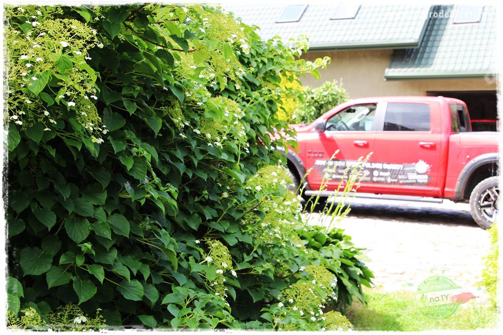 Co zamiast żywopłotu z tui 18 Co zamiast żywopłotu z tui 18