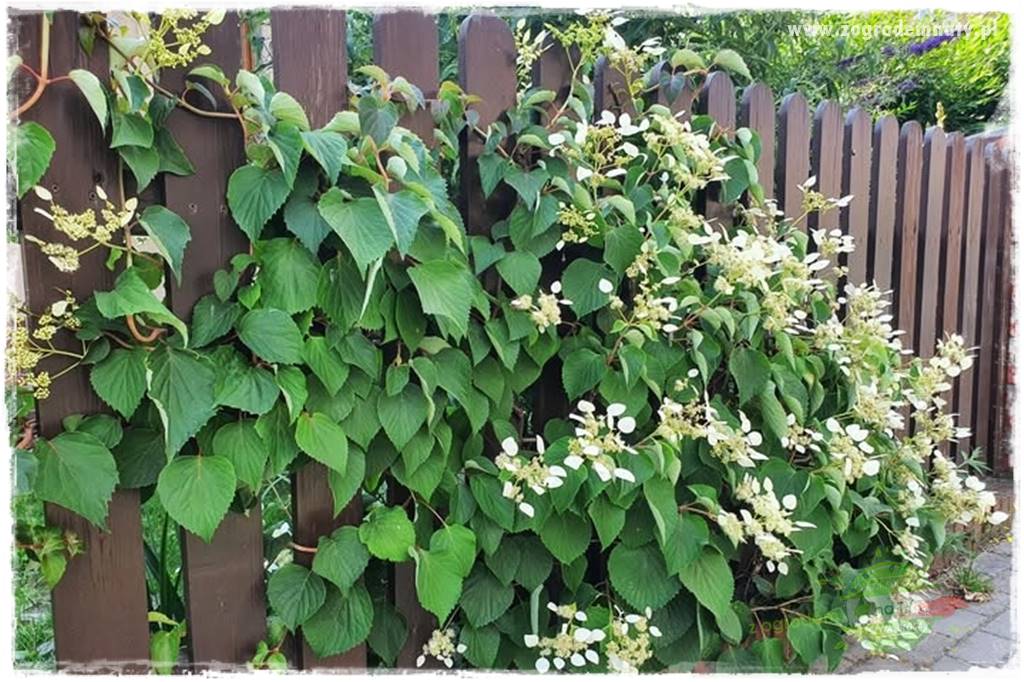 Co zamiast żywopłotu z tui 19 Co zamiast żywopłotu z tui 19