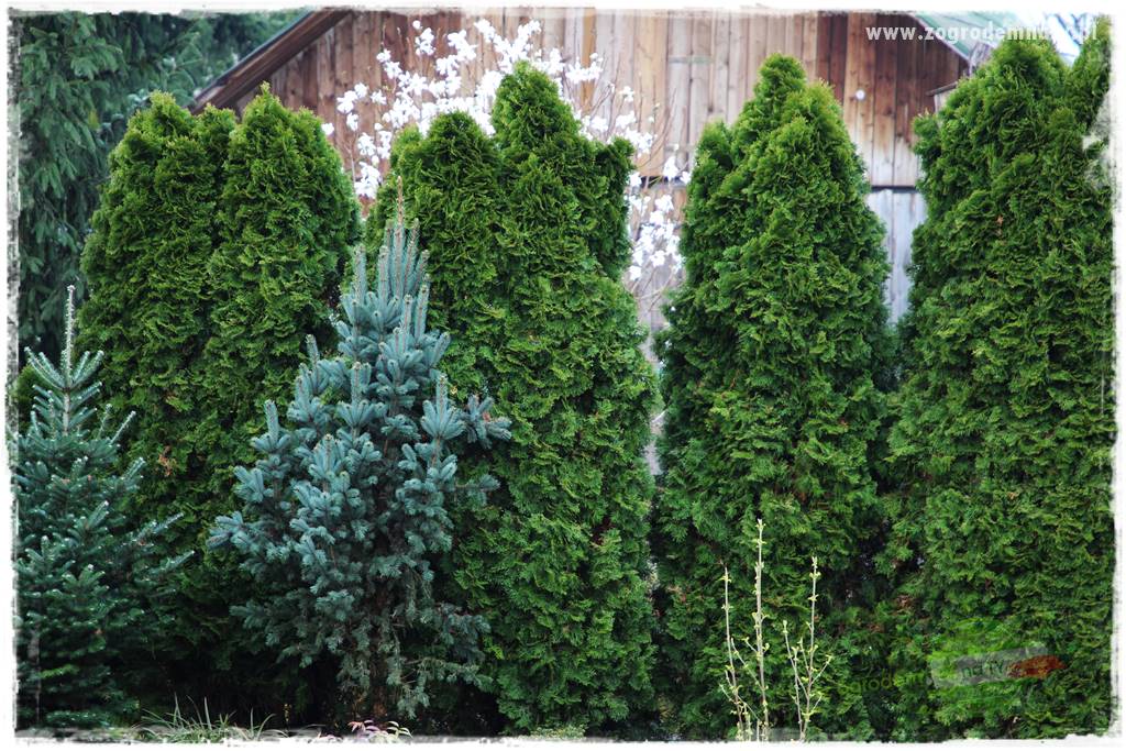 Co zamiast żywopłotu z tui 2 Co zamiast żywopłotu z tui 2