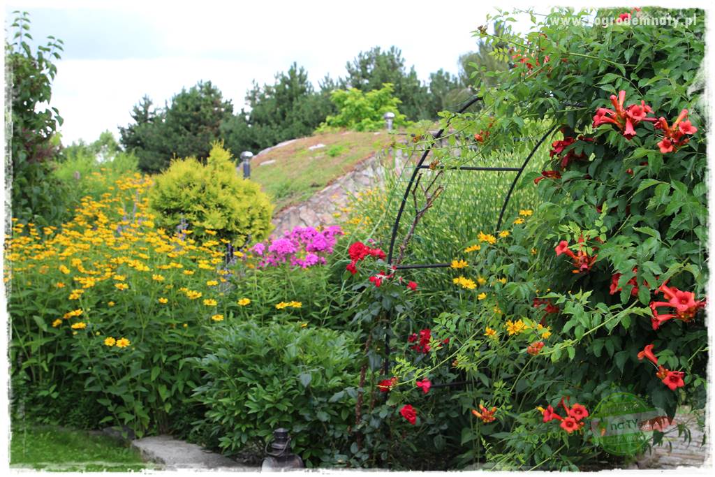 Co zamiast żywopłotu z tui 21 Co zamiast żywopłotu z tui 21